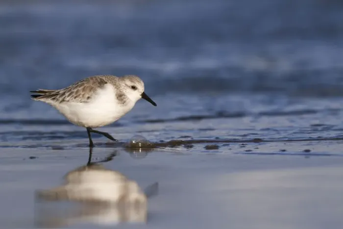 Framed Print : Sanderling - walking along shoreline - December - Lincolnshire - England Framed Print : Sanderling - walking along shoreline - December - Lincolnshire - England