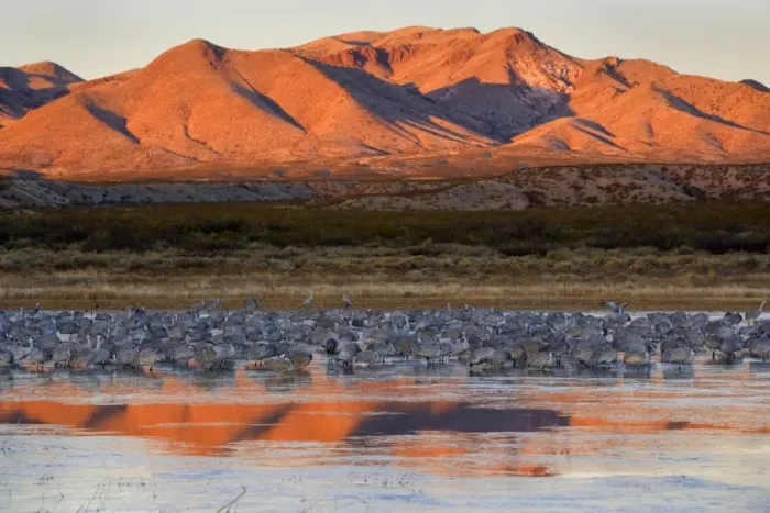 Framed Print : Sandhill Crane - over 15000 Sandhill Cranes spend the winter in the Bosque del Apache National Wildlife Reserve which encompasses the Rio Grande floodplain, irrigated farmlands and wetlands