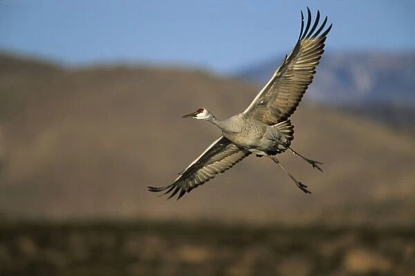 Sandhill Crane - Coming in to land Bosque del Apache NWR New Mexico, USA BI006836