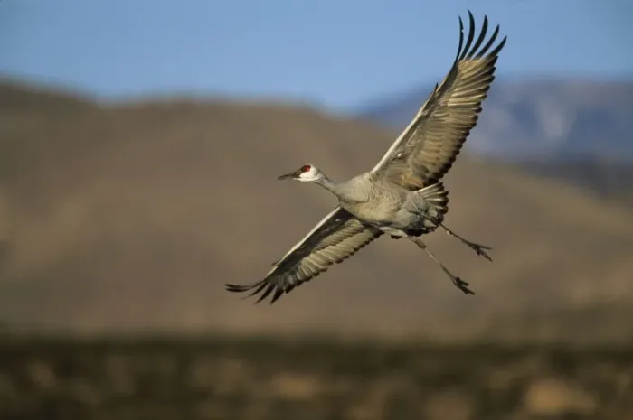 Framed Print : Sandhill Crane - Coming in to land Bosque del Apache NWR New Mexico, USA BI006836 Framed Print : Sandhill Crane - Coming in to land Bosque del Apache NWR New Mexico, USA BI006836