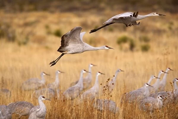 Sandhill Crane - in flight - Bosque del Apache National Wildlife Reserve - Rio Grande Valley - New Mexico - USA