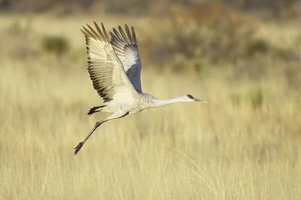 Sandhill Crane - In Flight Grus canadensis Bosque Del Apache NWR New Mexico, USA BI017091