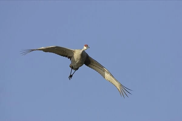 Sandhill Crane - In flight Lake Kissimee, Florida, USA BI000088
