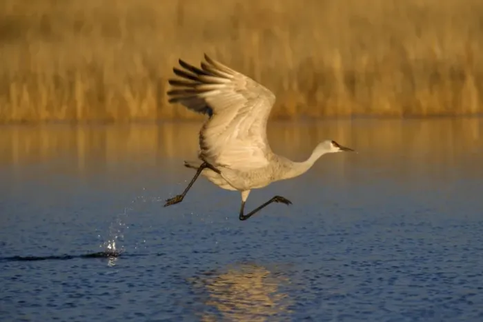 Framed Print : Sandhill Crane - in flight over the water - Bosque del Apache National Wildlife Reserve - Rio Grande Valley - New Mexico - USA