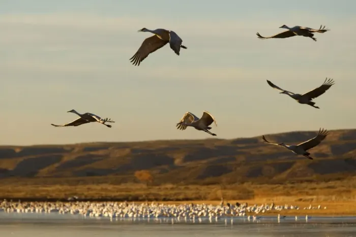 Framed Print : Sandhill Crane - in flight over the water - Bosque del Apache National Wildlife Reserve - Rio Grande Valley - New Mexico - USA Framed Print : Sandhill Crane - in flight over the water - Bosque del Apache National Wildlife Reserve - Rio Grande Valley - New Mexico - USA