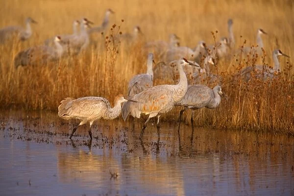 Sandhill Crane - flock of cranes foraging in the marshes and fields - Bosque del Apache National Wildlife Reserve - Rio Grande Valley - New Mexico - USA