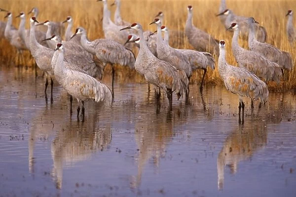 Sandhill Crane - flock of cranes foraging in the marshes and fields - Bosque del Apache National Wildlife Reserve - Rio Grande Valley - New Mexico - USA