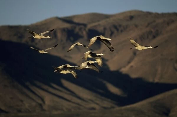 Sandhill Crane - Flock in flight Bosque del Apache NWR New Mexico, USA BI006829