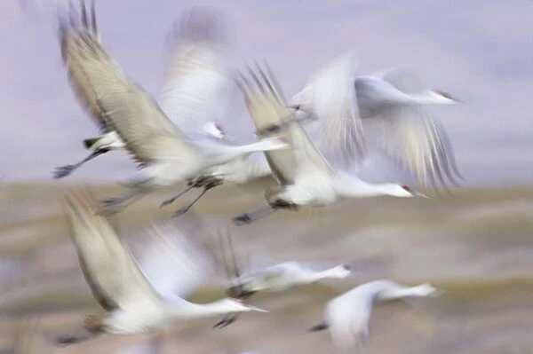 Sandhill Crane - Flock taking off (Slow pan) Grus canadensis Bosque Del Apache NWR New Mexico, USA BI017072