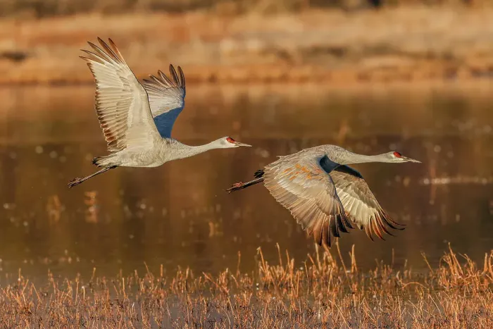 Framed Print : Sandhill crane flying. Bosque del Apache National Wildlife Refuge, New Mexico Date: 01-01-2000