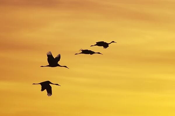 Sandhill Crane - Flying in to roost site at sunset Grus canadensis Bosque Del Apache NWR New Mexico, USA BI017309