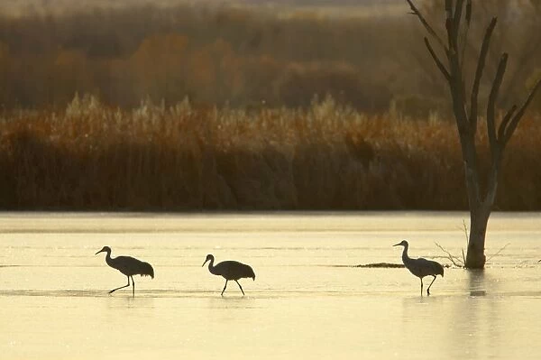 Sandhill Crane - Group in Marshland just after Sunrise Grus canadensis Bosque Del Apache NWR New Mexico, USA BI017191