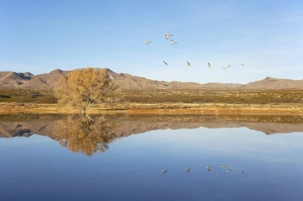 Sandhill Crane - Leaving roost site in morning - Bosque Del Apache NWR New Mexico, USA BI017146