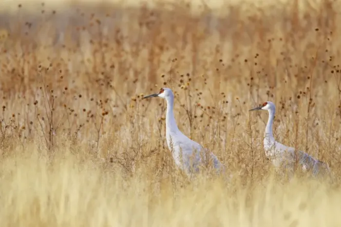 Framed Print : Sandhill Crane - Amongst Marshland Vegetation Grus canadensis Bosque Del Apache NWR New Mexico, USA BI017121 Framed Print : Sandhill Crane - Amongst Marshland Vegetation Grus canadensis Bosque Del Apache NWR New Mexico, USA BI017121