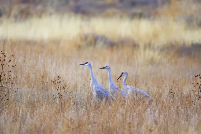 Framed Print : Sandhill Crane - Amongst Marshland Vegetation Grus canadensis Bosque Del Apache NWR New Mexico, USA BI017132 Framed Print : Sandhill Crane - Amongst Marshland Vegetation Grus canadensis Bosque Del Apache NWR New Mexico, USA BI017132