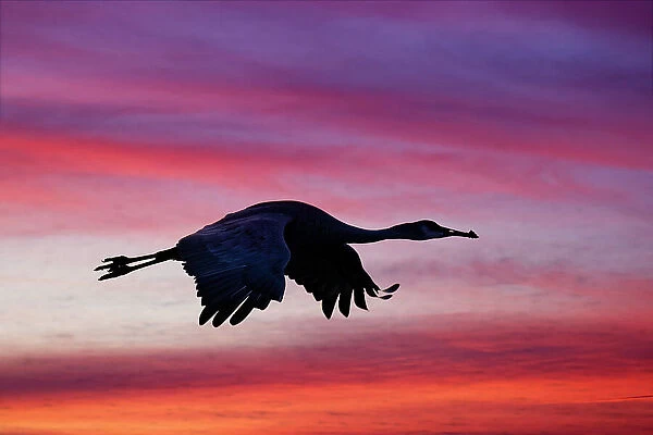 Sandhill crane silhouetted flying at sunset. Bosque del Apache National Wildlife Refuge, New Mexico Date: 22-11-2019