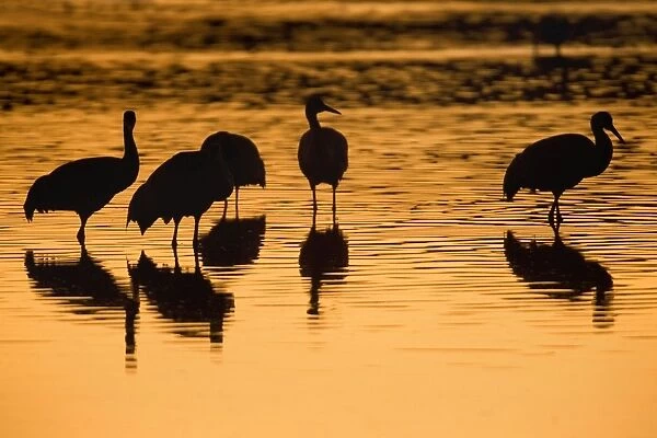 Sandhill Crane - standing in a lake silhouetted against the sun - Bosque del Apache National Wildlife Reserve - Rio Grande Valley - New Mexico - USA