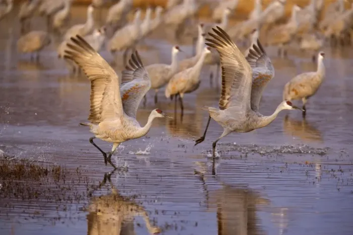 Framed Print : Sandhill Crane - taking flight over the water - Bosque del Apache National Wildlife Reserve - Rio Grande Valley - New Mexico - USA Framed Print : Sandhill Crane - taking flight over the water - Bosque del Apache National Wildlife Reserve - Rio Grande Valley - New Mexico - USA