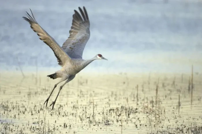 Framed Print : Sandhill Crane - Taking off Grus canadensis Bosque Del Apache NWR New Mexico, USA BI017105 Framed Print : Sandhill Crane - Taking off Grus canadensis Bosque Del Apache NWR New Mexico, USA BI017105