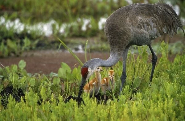 Sandhill Crane - with young