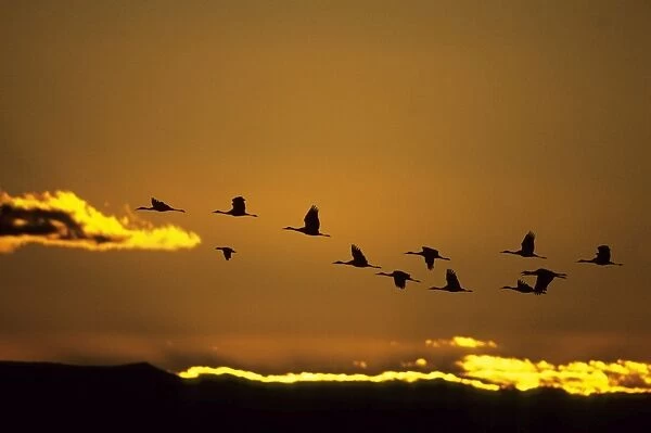 Sandhill Cranes - Dawn Flight Bosque del Apache NWR New Mexico, USA BI006840