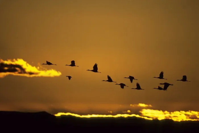 Framed Print : Sandhill Cranes - Dawn Flight Bosque del Apache NWR New Mexico, USA BI006840 Framed Print : Sandhill Cranes - Dawn Flight Bosque del Apache NWR New Mexico, USA BI006840