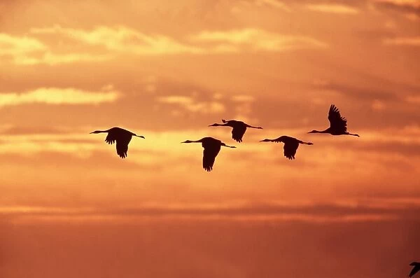 Sandhill Cranes - In flight at dawn, leaving roost, Bosque USA
