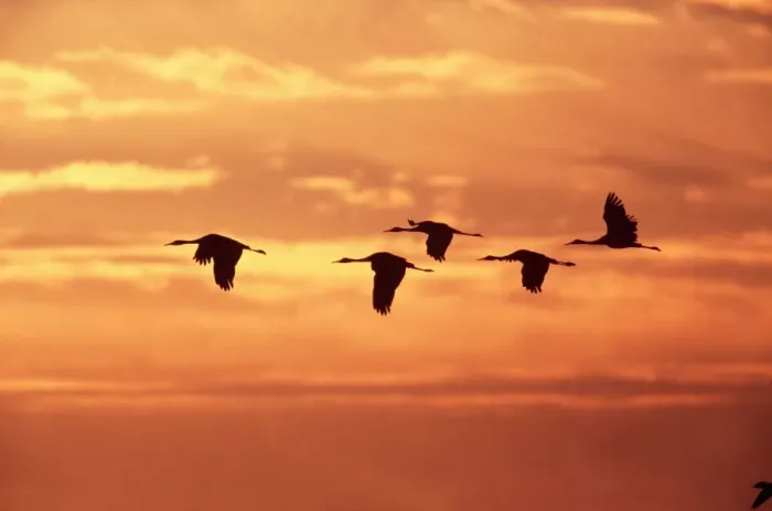 Framed Print : Sandhill Cranes - In flight at dawn, leaving roost, Bosque USA Framed Print : Sandhill Cranes - In flight at dawn, leaving roost, Bosque USA