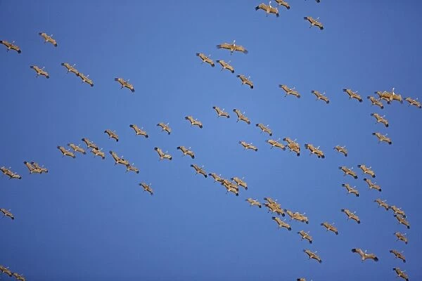 Sandhill Cranes - in flight - in Formation - overwintering in southern Arizona - USA