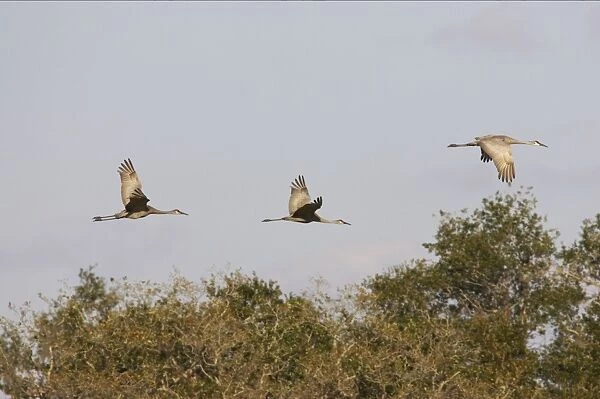 Sandhill Cranes - In flight Lake Kissimee, Florida, USA BI000091