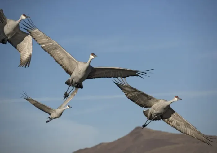 Framed Print : Sandhill cranes - in flight, winter. Bosque del Apache National Wildlife Refuge Framed Print : Sandhill cranes - in flight, winter. Bosque del Apache National Wildlife Refuge
