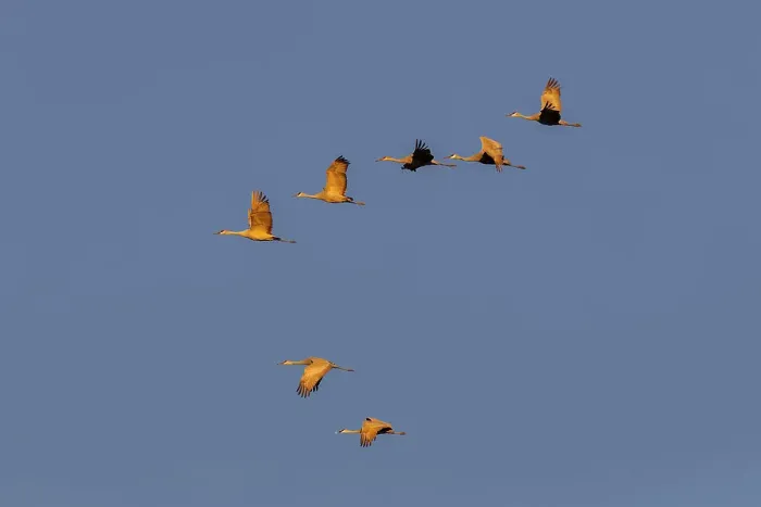 Framed Print : Sandhill cranes flying at sunrise. Bosque del Apache National Wildlife Refuge, New Mexico Date: 22-11-2019 Framed Print : Sandhill cranes flying at sunrise. Bosque del Apache National Wildlife Refuge, New Mexico Date: 22-11-2019