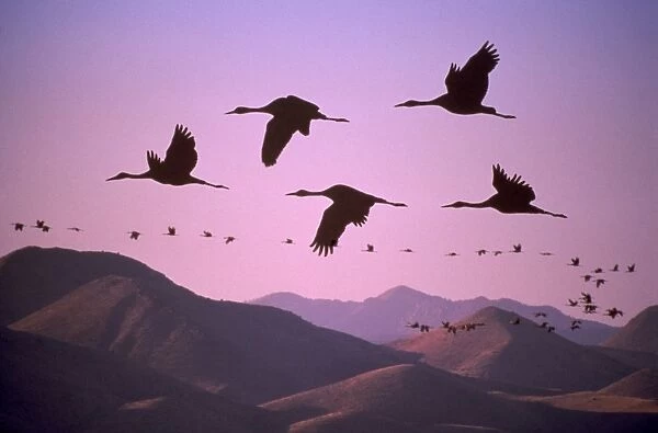 Sandhill Cranes - in migration