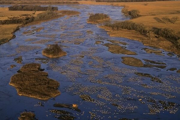 Sandhill Cranes - roosting along Platte River in early morning - Nebraska - Spring migration - March B8150