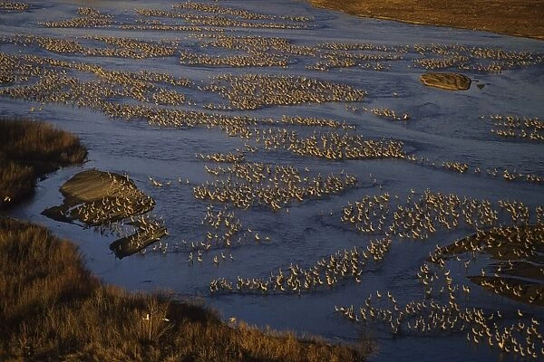 Sandhill Cranes - roosting along Platte River in early morning - Nebraska - Spring migration - March B8148