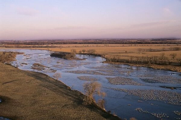 Sandhill Cranes - roosting along Platte River in early morning - Nebraska - Spring migration - March B6880