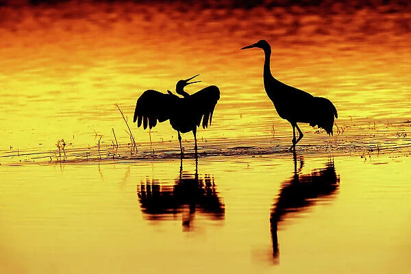 Sandhill cranes silhouetted at sunset. Bosque del Apache National Wildlife Refuge, New Mexico Date: 01-01-2000
