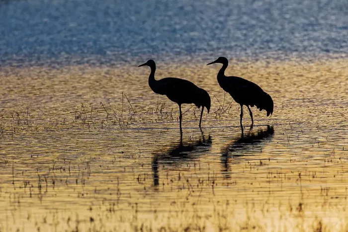 Framed Print : Sandhill cranes silhouetted at sunset. Bosque del Apache National Wildlife Refuge, New Mexico Date: 22-11-2019 Framed Print : Sandhill cranes silhouetted at sunset. Bosque del Apache National Wildlife Refuge, New Mexico Date: 22-11-2019