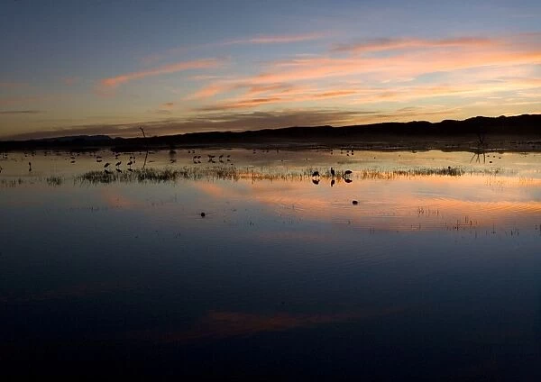 Sandhill Cranes - at sunset Bosque del Apache National Wildlife Refuge