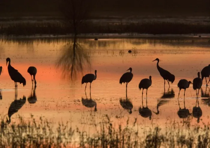 Framed Print : Sandhill Cranes - at sunset Bosque del Apache National Wildlife Refuge Framed Print : Sandhill Cranes - at sunset Bosque del Apache National Wildlife Refuge