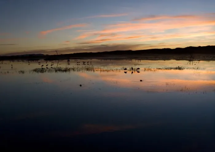Framed Print : Sandhill Cranes - at sunset Bosque del Apache National Wildlife Refuge Framed Print : Sandhill Cranes - at sunset Bosque del Apache National Wildlife Refuge