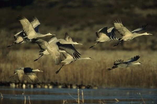 Sandhill Cranes - Taking off frozen lke Bosque del Apache NWR New Mexico, USA BI006827