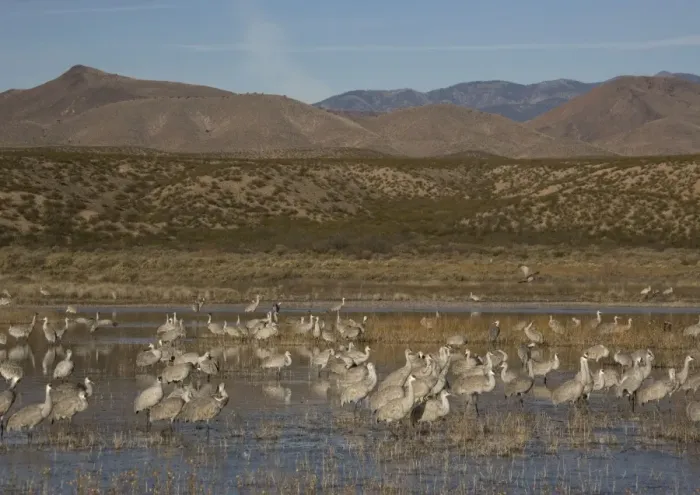Framed Print : Sandhill cranes - in winter. Bosque del Apache National Wildlife Refuge Framed Print : Sandhill cranes - in winter. Bosque del Apache National Wildlife Refuge