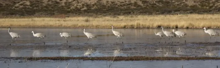 Framed Print : Sandhill cranes - in winter. Bosque del Apache National Wildlife Refuge Framed Print : Sandhill cranes - in winter. Bosque del Apache National Wildlife Refuge