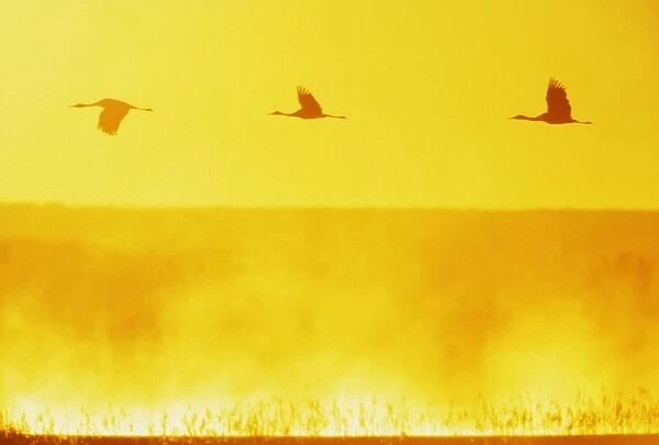 Sandill Cranes - in flight at dawn Bosque del Apache NWR, New Mexico, USA BI002186