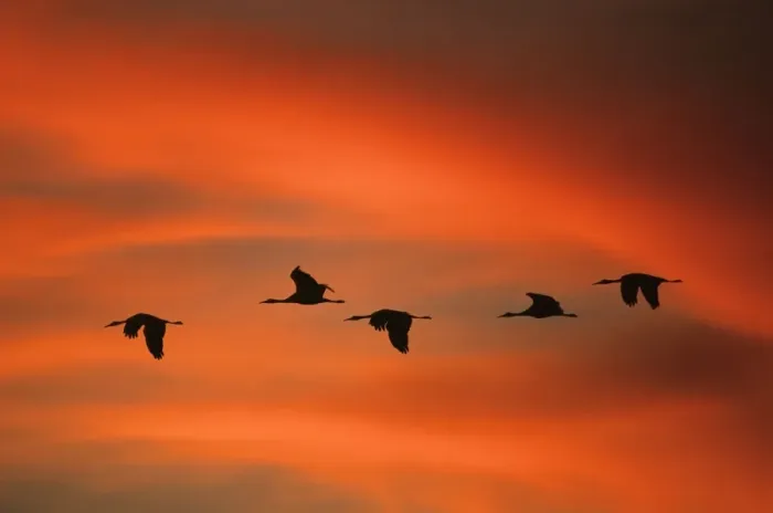 Framed Print : Sandill Cranes - in flight at dawn Bosque del Apache NWR, New Mexico, USA BI004513 Framed Print : Sandill Cranes - in flight at dawn Bosque del Apache NWR, New Mexico, USA BI004513
