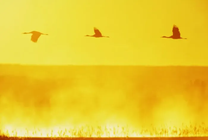 Framed Print : Sandill Cranes - in flight at dawn Bosque del Apache NWR, New Mexico, USA BI002186 Framed Print : Sandill Cranes - in flight at dawn Bosque del Apache NWR, New Mexico, USA BI002186