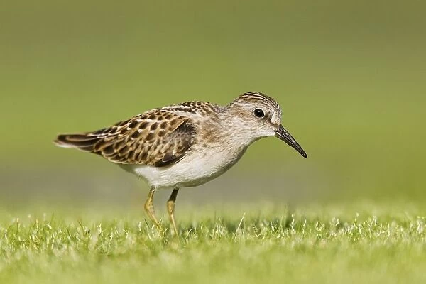 Least Sandpiper - Jamaica Bay, NY, August. USA
