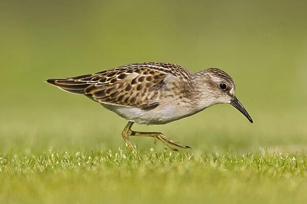Least Sandpiper. Jamaica Bay, NY, August. USA