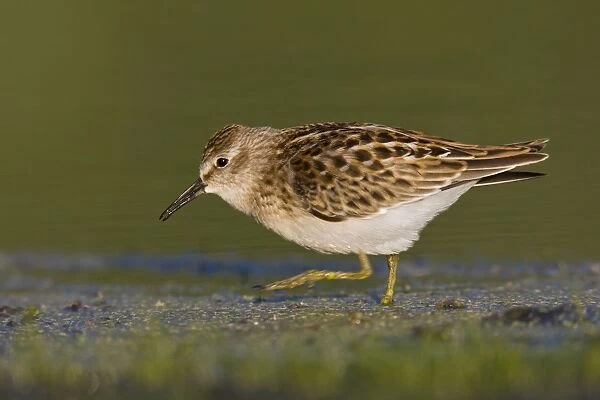 Least Sandpiper - in Sept at Jamaica Bay NWR, NY, USA